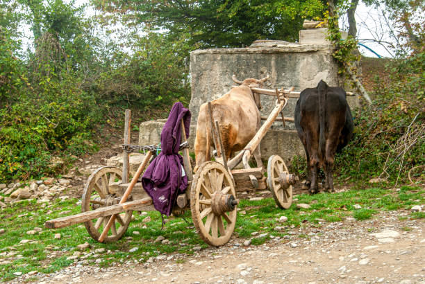 Transylvania, Romania - August 10th 2015: Grass packing in Transylvania countryside