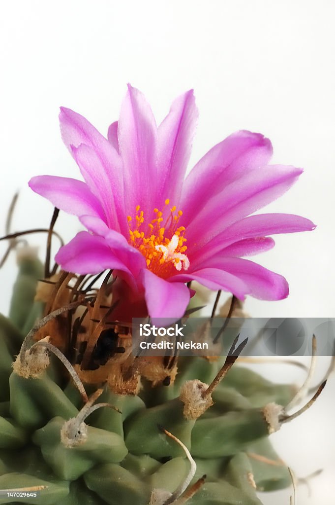 cactus sobre un fondo blanco. - Foto de stock de Afilado libre de derechos
