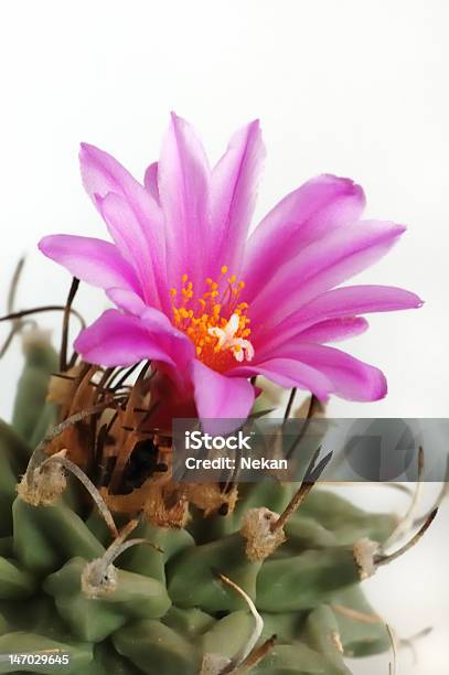 Cactus Sobre Un Fondo Blanco Foto de stock y más banco de imágenes de Afilado - Afilado, Belleza de la naturaleza, Botánica