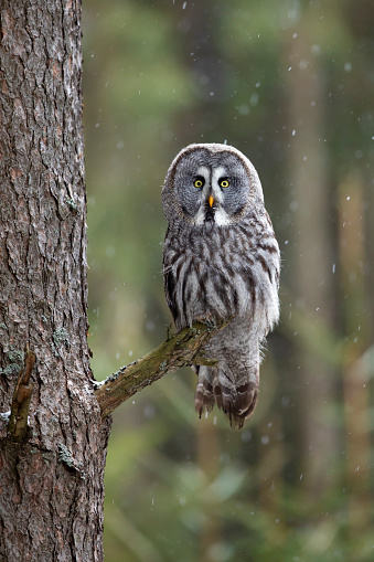 Owl in forest, Sweden. Great grey owl, Strix nebulosa, sitting on broken tree branch with light green forest in background