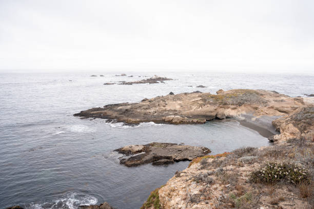 algunas focas y leones marinos descansan sobre una roca en la costa de point lobos, california. - point lobos state reserve big sur california beach fotografías e imágenes de stock