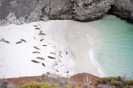 Some seals and sea lions are resting on a beach in the coast of Point Lobos, North of California. United States