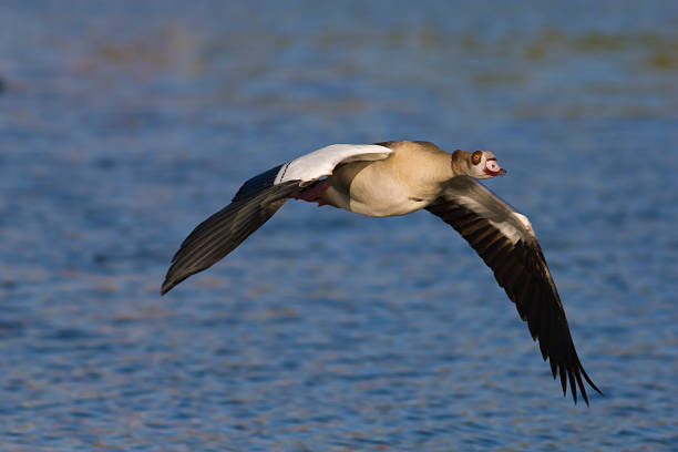 Egyptian Goose stock photo