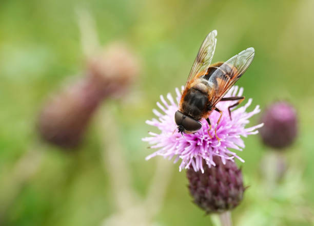 un'immagine a fuoco selettiva di un hoverfly che si nutre di un fiore di cardo rosa su uno sfondo sfocato. - insect animal eye flower flower head foto e immagini stock