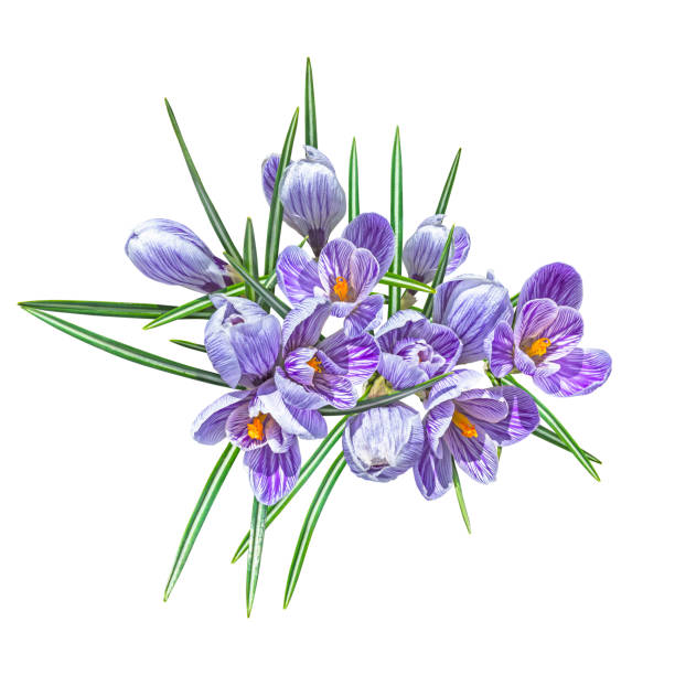 istock Violet crocuses isolated on white background. Top view 1470298669