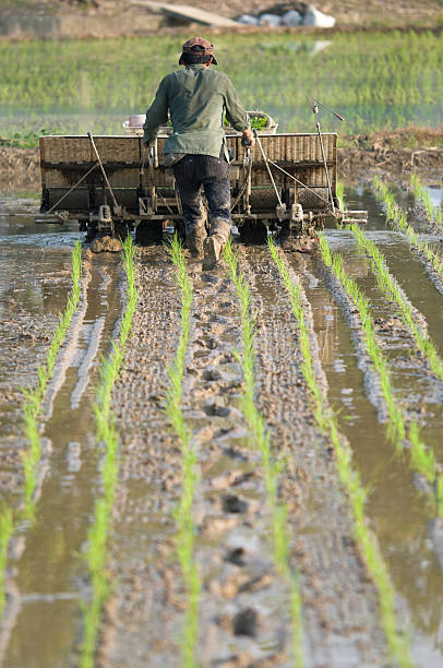 istock Rice Planter and Farmer in Taiwan 147029981