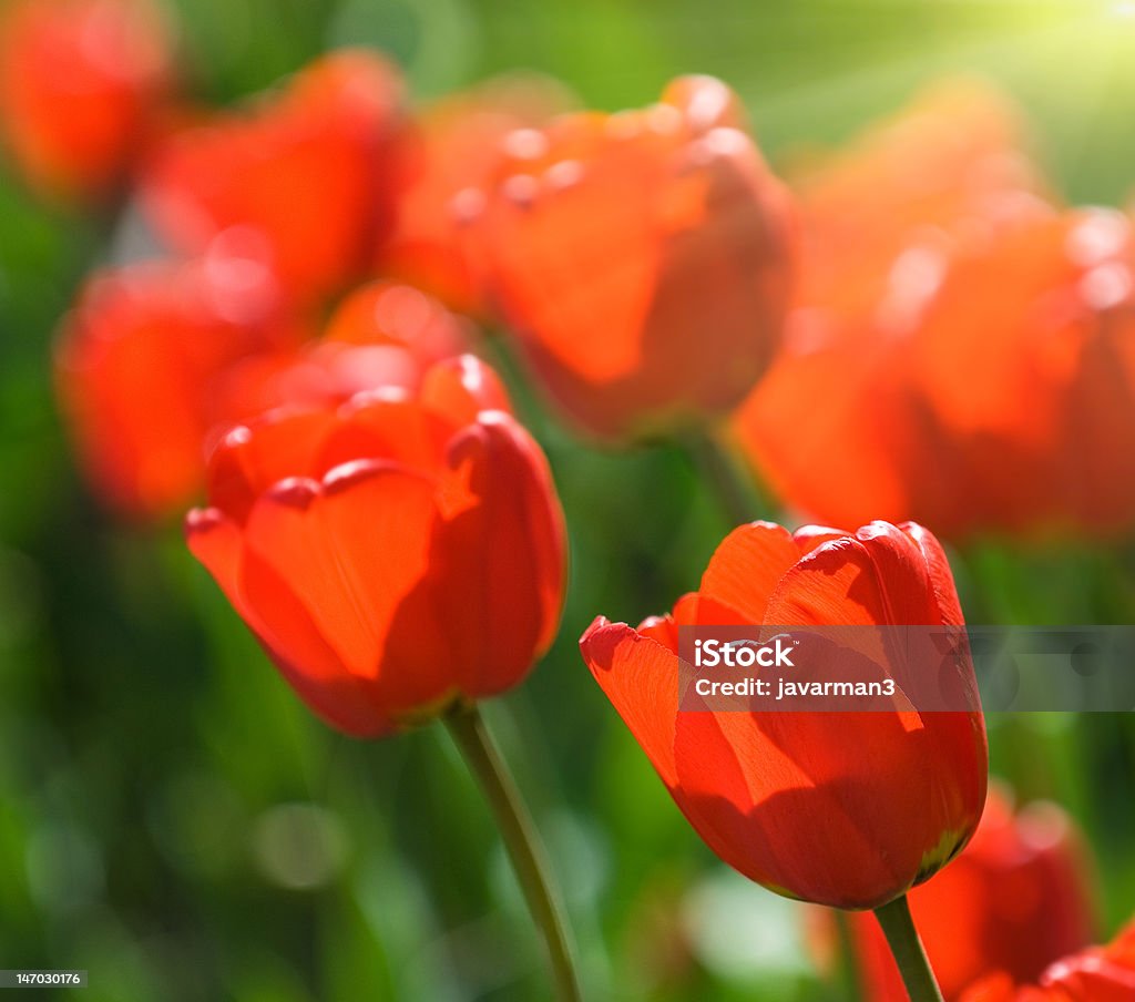 Rosso tulipani molto poco profondo, messa a fuoco - Foto stock royalty-free di Bellezza