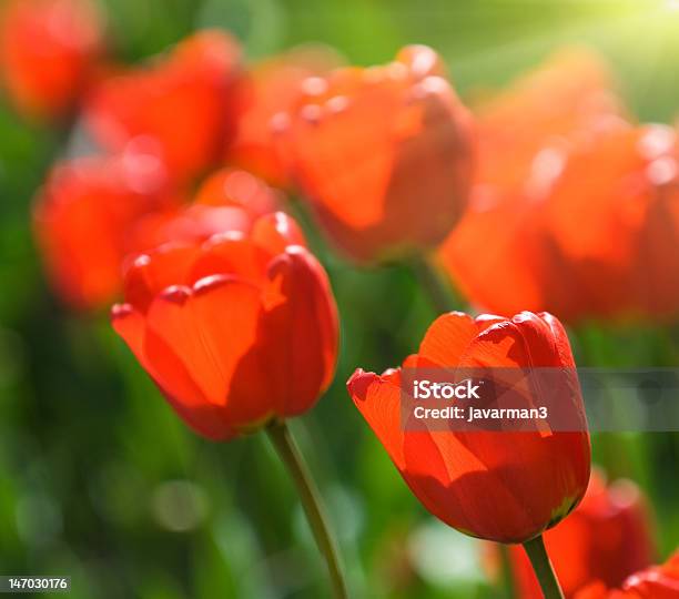 Rosso Tulipani Molto Poco Profondo Messa A Fuoco - Fotografie stock e altre immagini di Bellezza - Bellezza, Bellezza naturale, Brillante