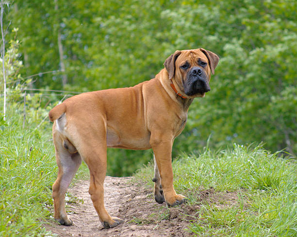 Boerboel Boerboel, Animals, Dogs