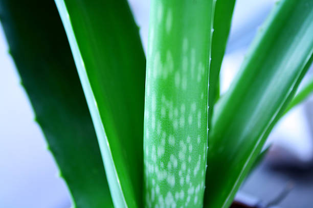 Aloe Vera – Foto