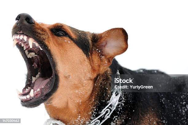 Wütenden Hund Mit Bared Putzen Stockfoto und mehr Bilder von Gewalt - Gewalt, Hund, Aggression