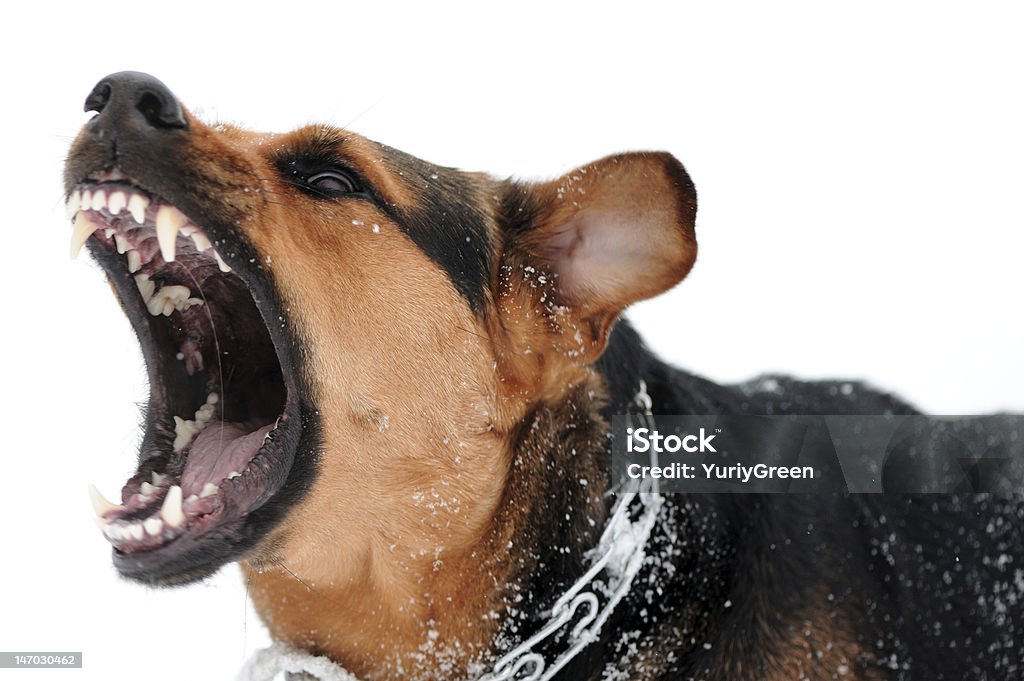 Cane arrabbiato con denti bared - Foto stock royalty-free di Cane