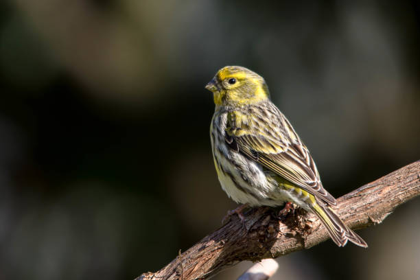 European serin (Serinus serinus) An european serin (Serinus serinus) perched in a branch. serin stock pictures, royalty-free photos & images