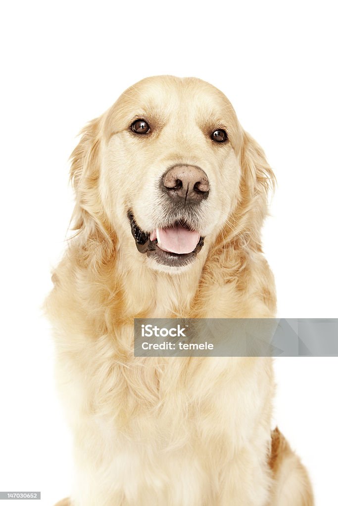 Golden Retriever - Foto stock royalty-free di Adulto