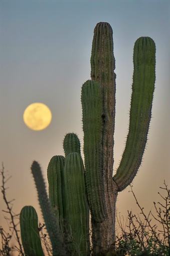 Full Moon in Baja California, Mexico.