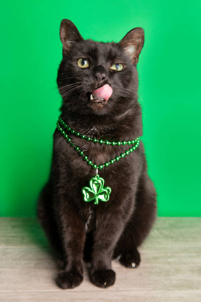A funny black cat wearing shamrock beads for St. Patrick's Day with his tongue out licking his mouth.