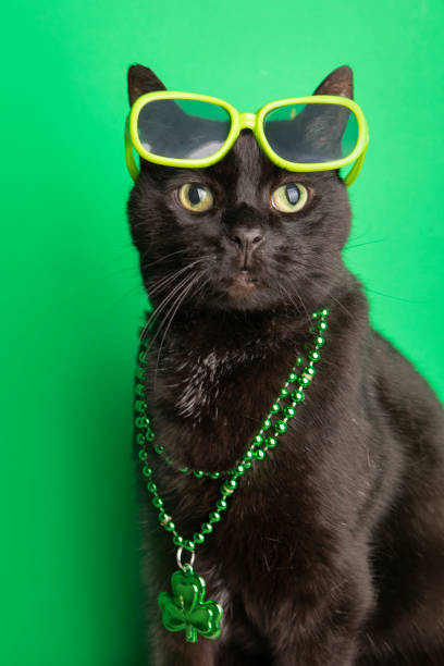 A cool black cat wearing breen sunglasses and shamrock beads for St. Patrick's Day.