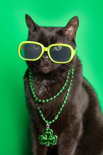 A cool black cat wearing breen sunglasses and shamrock beads for St. Patrick's Day.