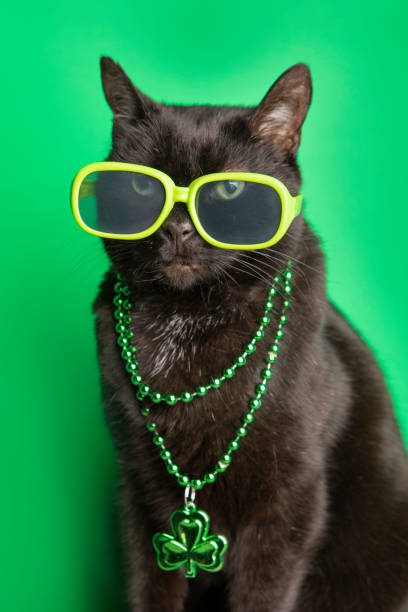 Cool Cat in Sunglasses and Shamrock Beads for St Patricks Day - fotografia de stock