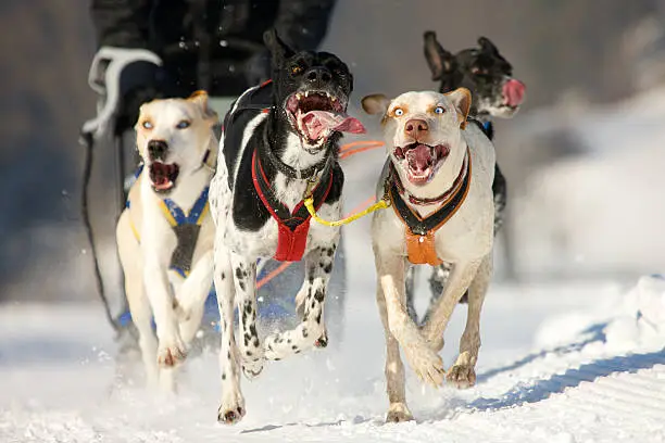 front view at four  alaskan huskys at race in winter