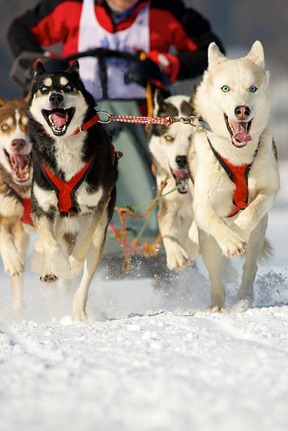 istock sleddogs at race 147030884
