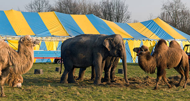 cammelli e elefanti - circus animal foto e immagini stock