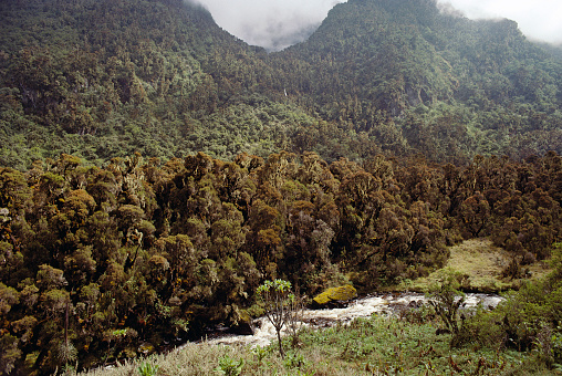 Lush and dense forest climbing above a river and in to the Rwenzori mountains in Uganda