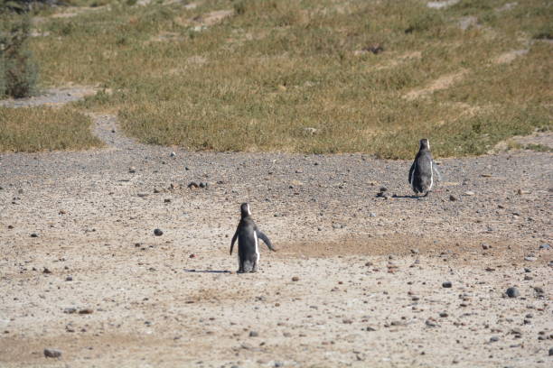istock Penguins in Punta Tombo, Chubut, Argentina 1470309860