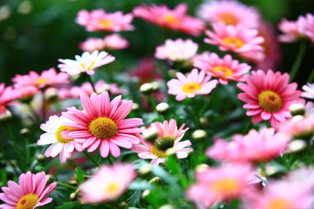 istock blooming Marguerite(Paris Daisy,White Marguerite) flowers 1470310079