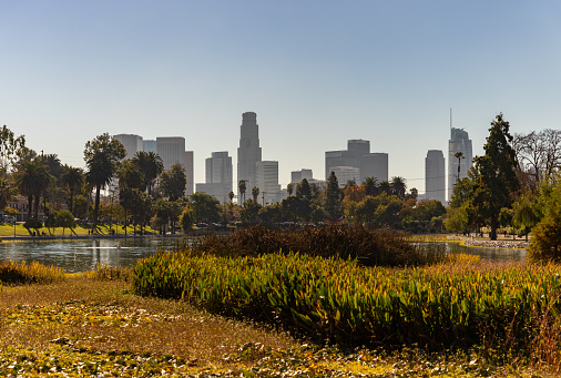 A picture of the vegetation of Echo Park and Downtown Los Angeles in the back.