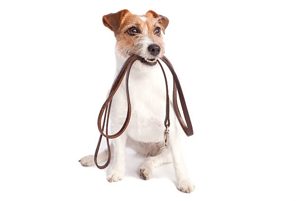 jack russell terrier holding leach isolated jack russell terrier holding leather leach over white background pet leash photos stock pictures, royalty-free photos & images