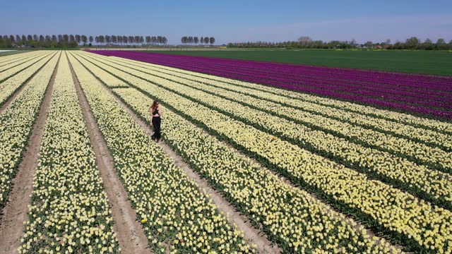 Front view of a redhead dutch woman walking in the spring in the tulip flields in Netherlands