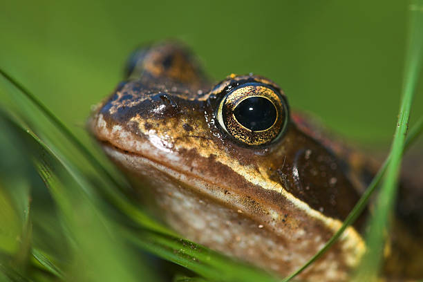 Portrait of a frog stock photo