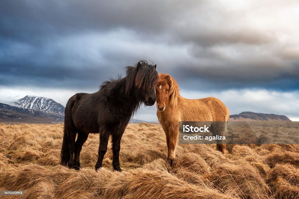 Two icelandic horses on a grass field during the winter in rural Iceland A black Icelandic horse in rural countryside of Iceland during the winter Iceland Stock Photo