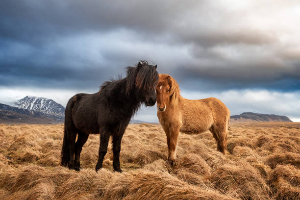 Two icelandic horses on a grass field during the winter in rural Iceland A black Icelandic horse in rural countryside of Iceland during the winter hairy beauty stock pictures, royalty-free photos & images