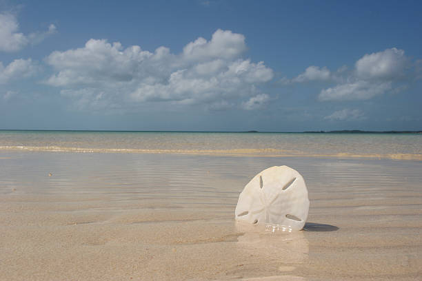 Sand Dollar on Beach Sand Dollar, Beach, Sand, Clouds, Water, Bahamas, Shell, Sea, Peaceful, Relaxing, Day, Blue Sky, Beautiful sand dollar stock pictures, royalty-free photos & images