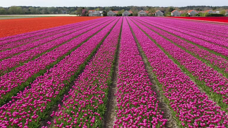 Flying narrowly over Tulips