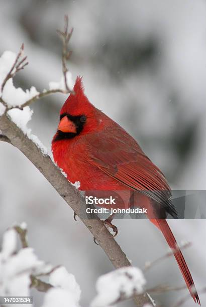 Cardinal Del Norte Foto de stock y más banco de imágenes de Invierno - Invierno, Pájaro cardenal, Aire libre