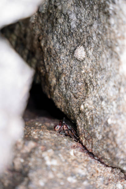 istock A striped shore crab is hiding between two big rocks on the surface 1470315365