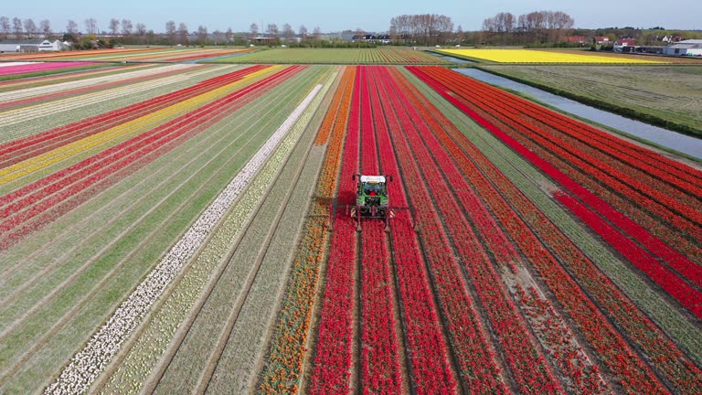 Tractor watering tulips in Lisse, The Netherlands