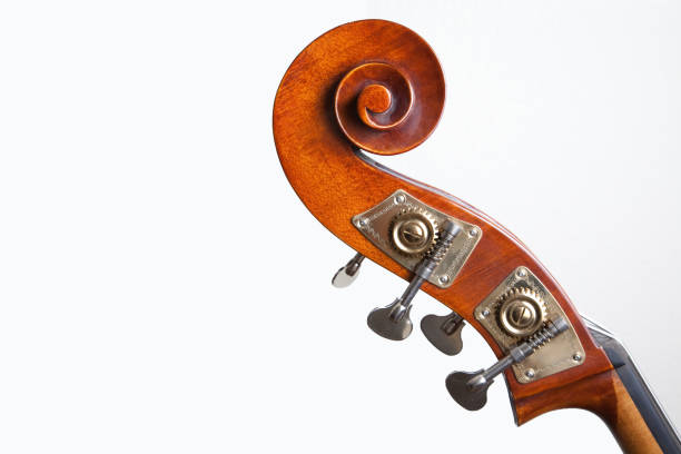 istock Upright Bass Head on White 147031588