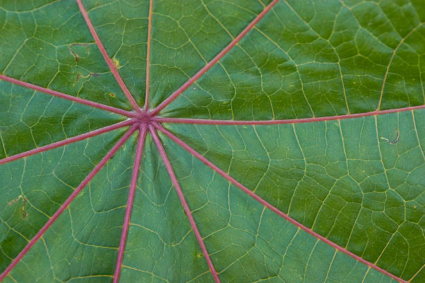 istock leaf of the tree for background 147031625