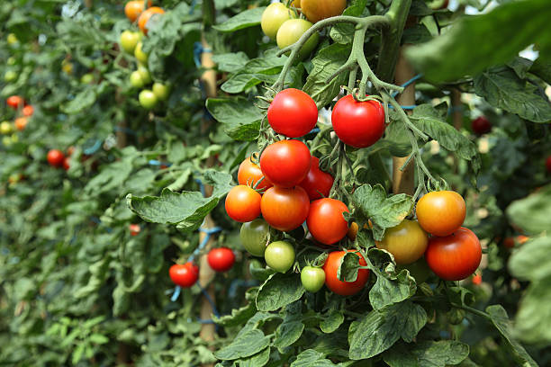 istock Ripe tomatoes ready to pick 147031658
