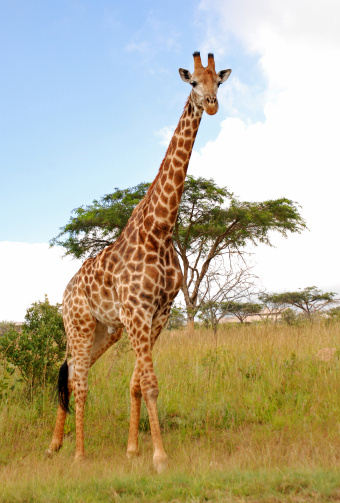 picture taken in nelspruit,south africa,giraffe taken a walk