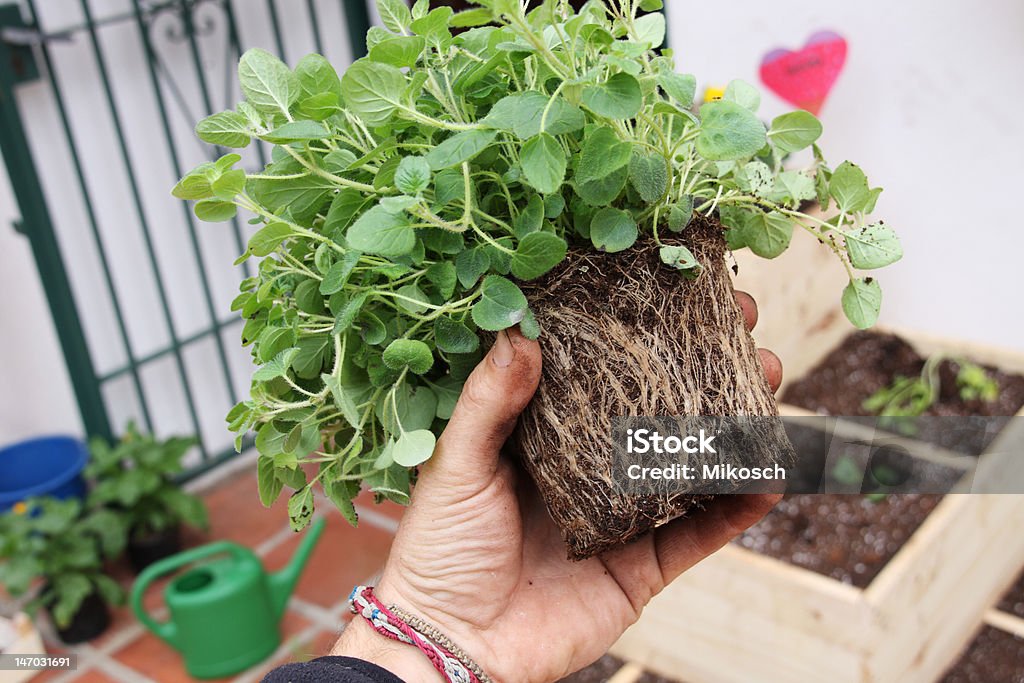 Giardinaggio - Foto stock royalty-free di Balcone