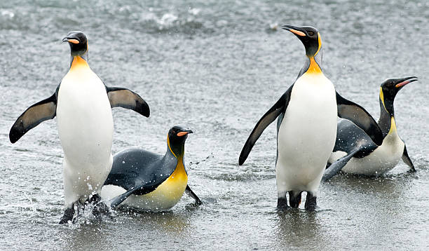 istock King penguins coming out of water 147032147