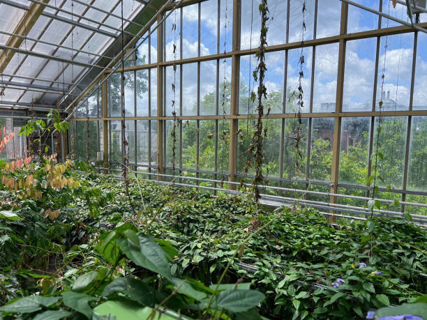 istock Different beautiful plants growing in greenhouse on sunny day 1470322396