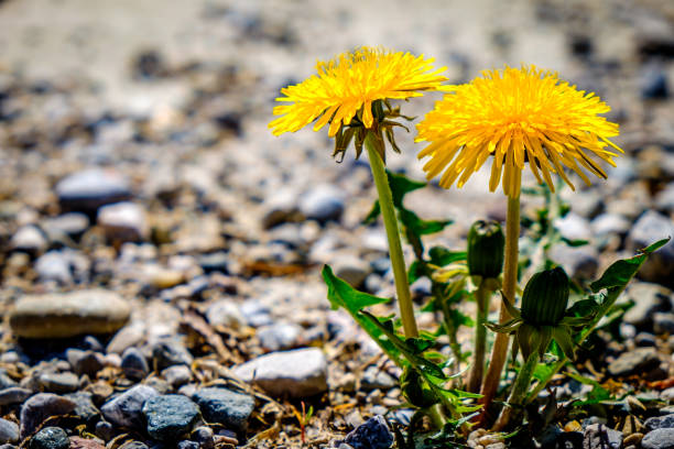 Dandelion on green background