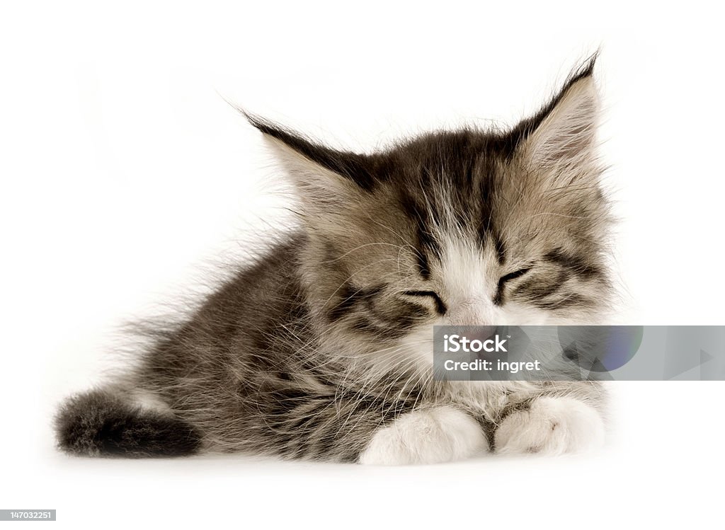 Kitten on a white background animal, beautiful, cat, content, cute, isolated, kitten, kitty, loving, pet, pretty, puss, veterinarian, young Animal Stock Photo