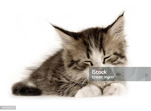 Kitten On A White Background Stock Photo - Download Image Now - Animal, Beauty, Contented Emotion